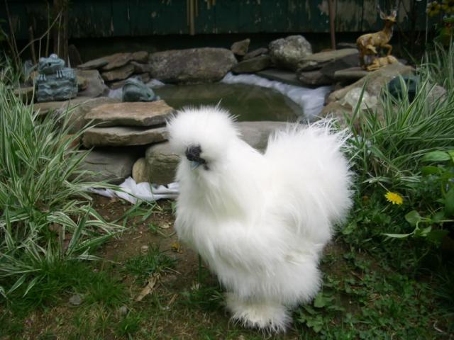 13887_white_silkie_showgirl_004.jpg