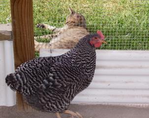 138_20090711_chicks-17_weeks_069.jpg