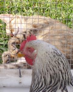 138_20090711_chicks-17_weeks_084.jpg