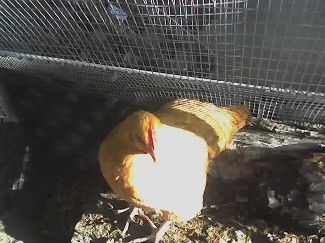 13901_queenie.jpg