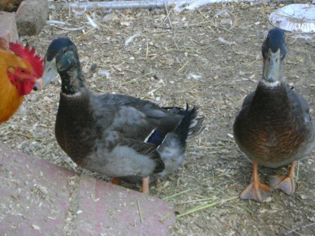 13982_dsc00437.jpg