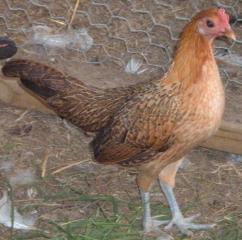 13990_cleo.jpg