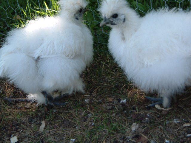 14013_7_week_old_chicks_011.jpg