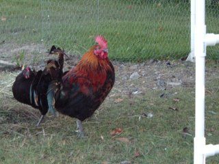 14013_new_grown_chickens_8_24_08_005.jpg