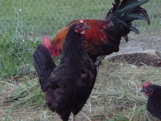 14013_new_grown_chickens_8_24_08_009.jpg
