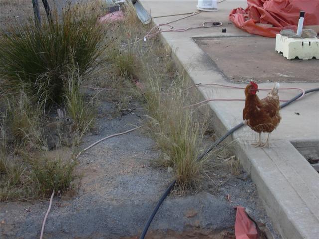 14038_dscn0047_small.jpg