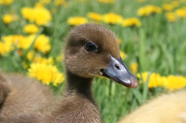 14054_ducklings_5-6-08_070.jpg