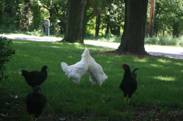 14054_meaties_003.jpg