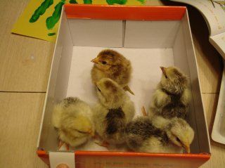 14066_decemberhatch.jpg