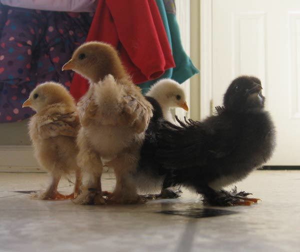 14084_chicks_trouble1.jpg