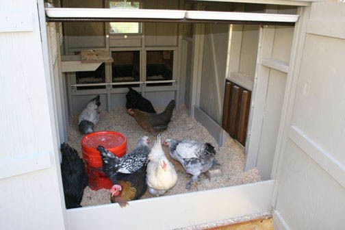 14089_moved_into_new_coop.jpg