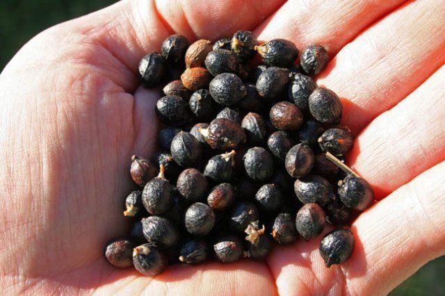14089_palm_seeds_in_hand.jpg