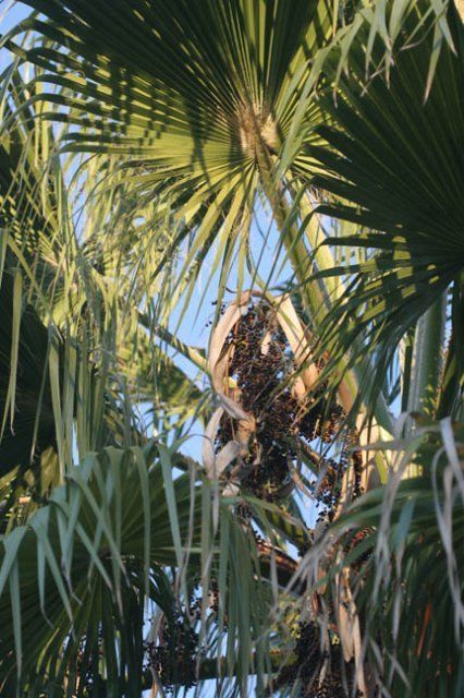 14089_palm_seeds_in_tree.jpg
