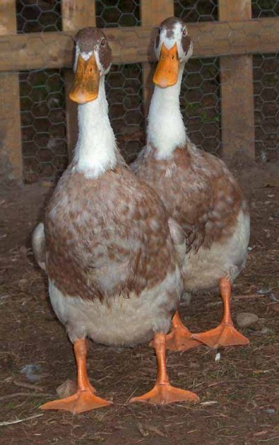 14091_new_ducks1a.jpg