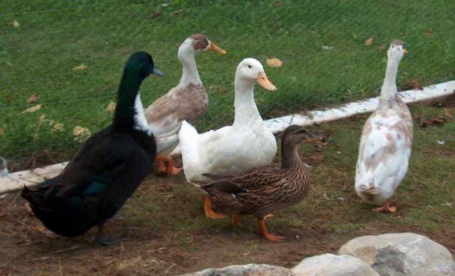 14091_new_ducks2a.jpg