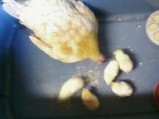 14114_baby_chicks_20oct09.jpg