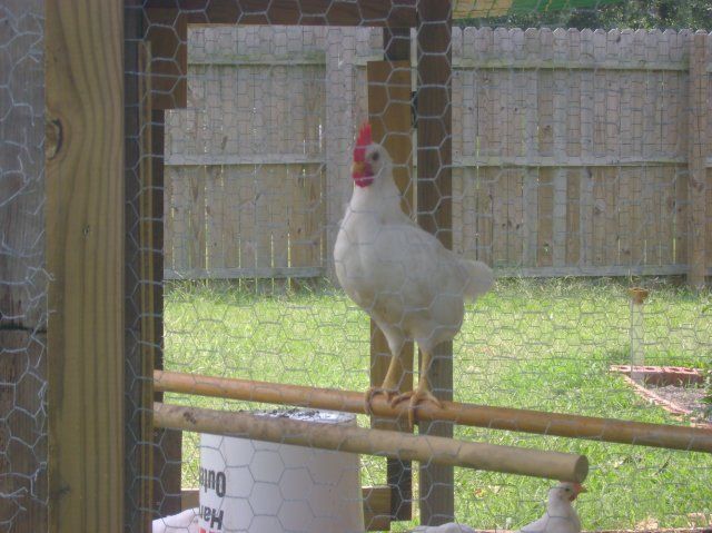 14114_rooster_7aug08.jpg