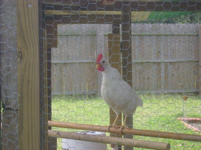 14114_rooster_crowing_7aug08.jpg