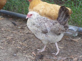 14119_coop2.jpg