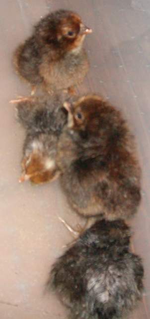 14123_chicks_2-9-09_002.jpg