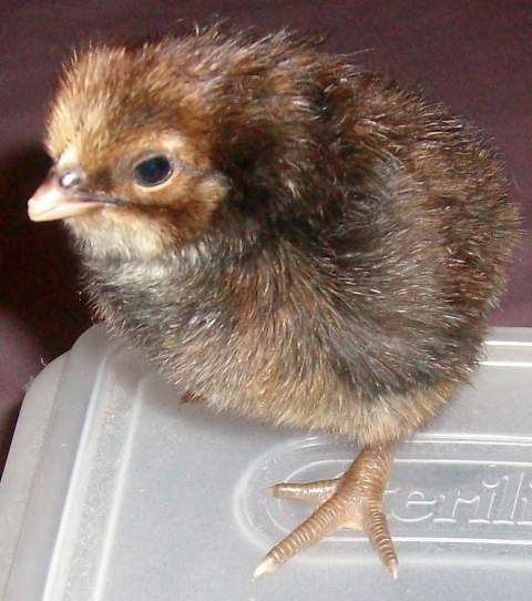 14123_chicks_2-9-09_empty_026.jpg