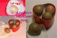 14123_pheasant_eggs_199x133.jpg