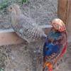 14123_pheasants_hoods_trade_8908_001bc_100x100.jpg
