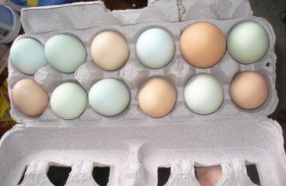 14128_hatching.jpg