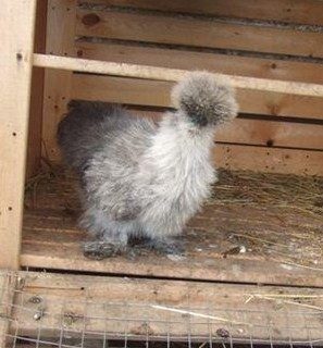 14129_grey_silkie.jpg