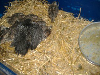 14134_new_chicks_028.jpg