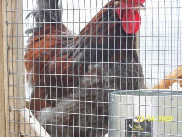 14136_blue_laced_red_orp_project_1.jpg