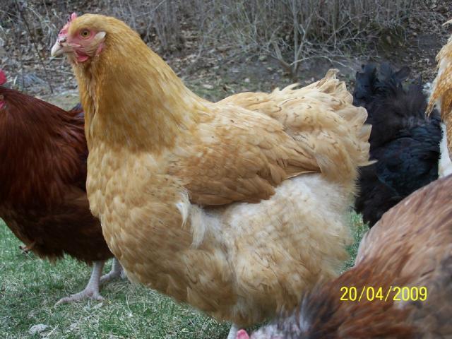 14136_buff_cuckoo_orp_pullet_with_pg.jpg