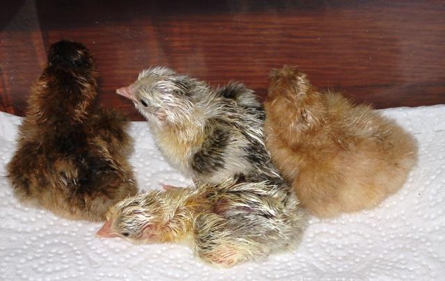 14156_chicke11-24-10-1.jpg