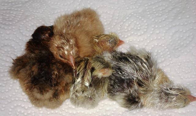 14156_chicke11-24-10.jpg