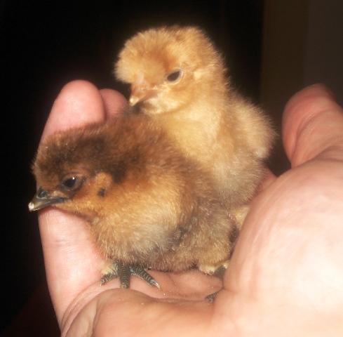 14156_silkies-thanksging_2010.jpg
