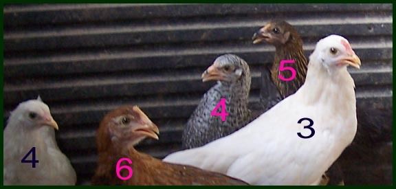 14171_lastchickspic1close091408.jpg