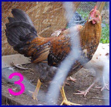 14171_rooster3083108.jpg