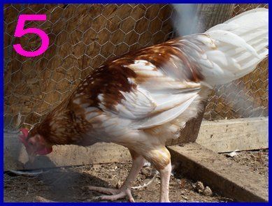 14171_rooster5083108.jpg