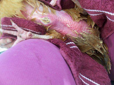 14243_chick1.jpg