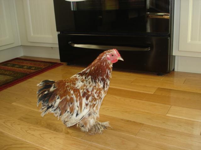 14259_bantam_chickens_006.jpg