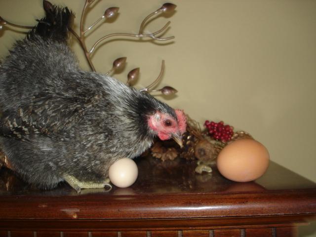 14259_itty_bits_1st_egg_xmas_020.jpg