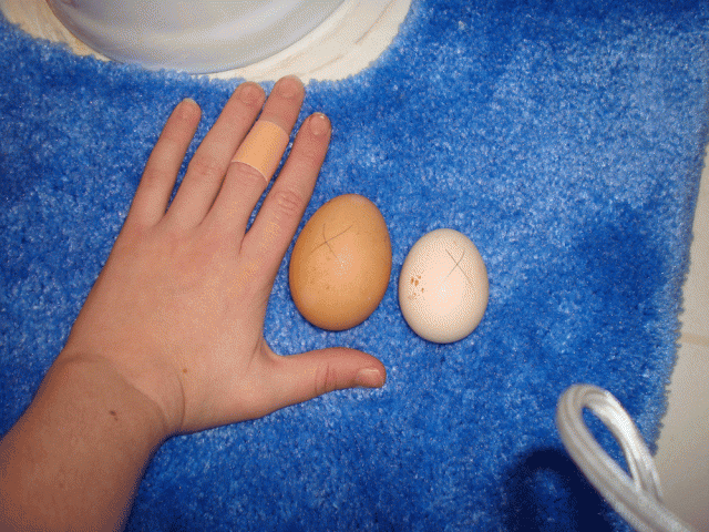 14260_dsc00354-edit.gif