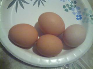 14377_brown_eggs.jpg