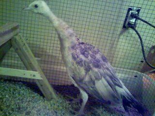 14377_bs_chick_2.jpg