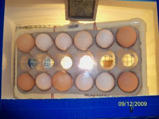 14377_eggs.jpg