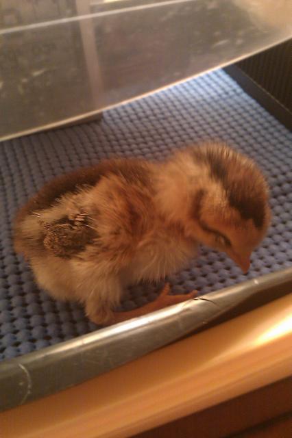 14377_quail_chick.jpg