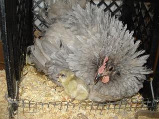 14377_sky_chick.jpg