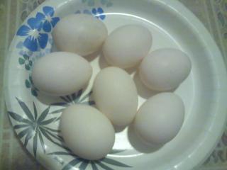 14377_white_eggs.jpg