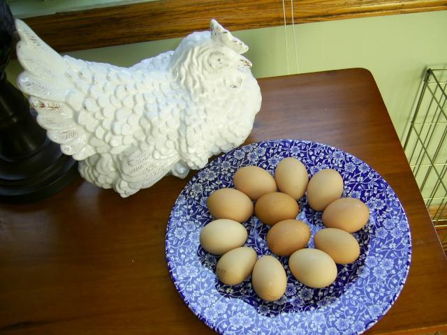 14386_1st_dozen.jpg