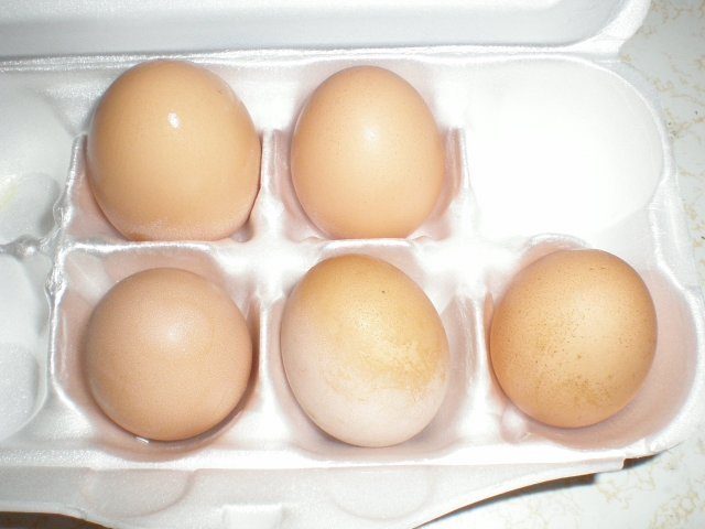 14397_eggs_and_chickens_aug_2008_002.jpg